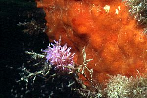 Flabellina rosa (Flabellina affinis)