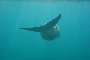 Dugongo (Dugong dugong)