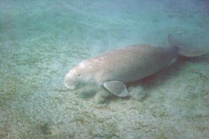 Dugongo (Dugong dugong)