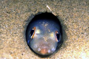 Grongo nasuto (Gnathophis mystax)