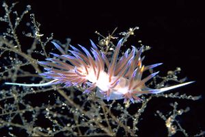 Cratena (Cratena peregrina)