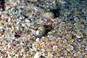 Rombo di rena (Bothus podas)