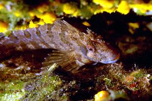 Bavosa ruggine (Parablennius gattorugine)