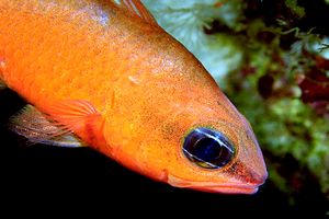 Re di triglie (Apogon imberbis)