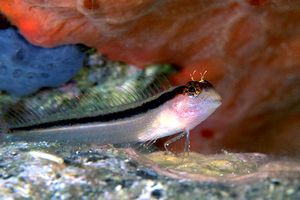 Bavosa bianca (Parablennius rouxi)