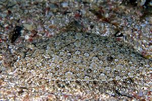 Rombo di rena (Bothus podas)