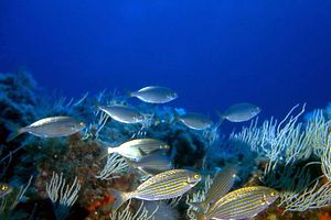 Salpa (Sarpa salpa)