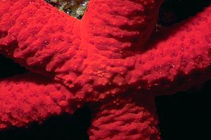 Stella rossa (Echinaster sepositus)