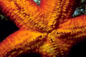 Stella rossa (Echinaster sepositus)