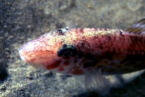 Triglia di scoglio (Mullus surmuletus)