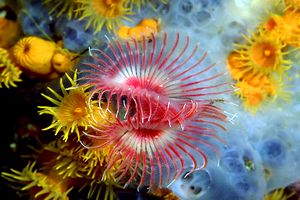 Serpula (Serpula vermicularis)