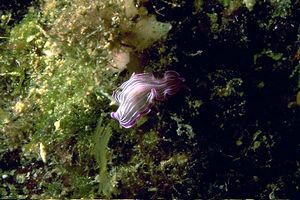 Verme piatto rosa (Prosteceraeus roseus)