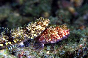 Pesce lucertola (Synodus saurus)