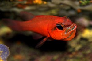 Re di triglie (Apogon imberbis)