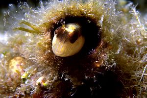 Bavosa bianca (Parablennius rouxi)