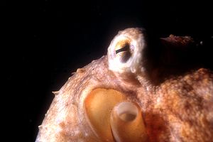 Polpo comune (Octopus vulgaris)