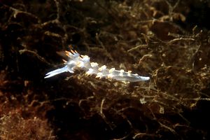 Flabellina bianca (Flabellina babai)