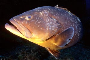 Cernia bruna (Epinephelus marginatus)