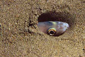 Grongo delle baleari (Ariosoma balearicum)