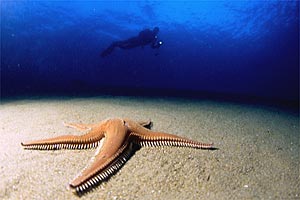 Stella pettine maggiore (Astropecten aranciacus)