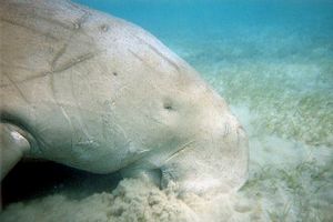 Dugongo (Dugong dugong)