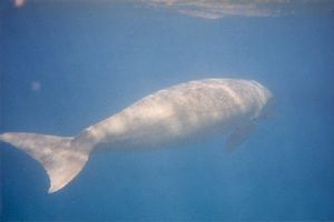 Dugongo (Dugong dugong)