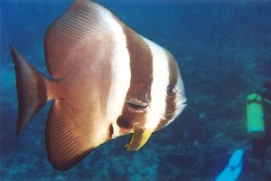 Pesce pipistrello pinna lunga (Platax teira)