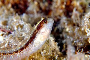 Bavosa bianca (Parablennius rouxi)