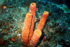 Spugna  tubulare gialla (Aplysina fistularis)