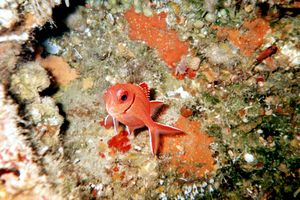 Olocentride dalla banda nera (Myripristis jacobus)