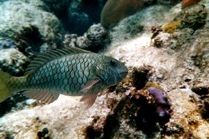 Pesce pappagallo di fuoco (Sparisoma viride)