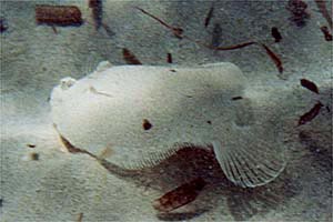 Rombo (Bothus podas podas)