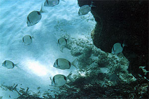 Sarago fasciato (Diplodus vulgaris)