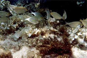 Salpa (Sarpa salpa)