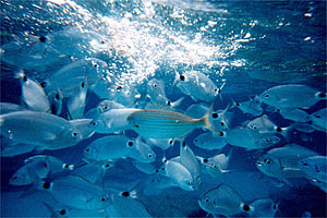 Occhiata (Oblada melanura)