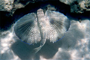 Pesce civetta (Dactylopterus volitans)