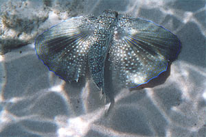 Pesce civetta (Dactylopterus volitans)