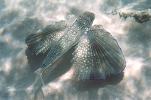 Pesce civetta (Dactylopterus volitans)