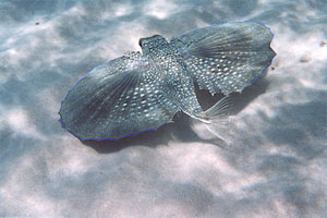 Pesce civetta (Dactylopterus volitans)