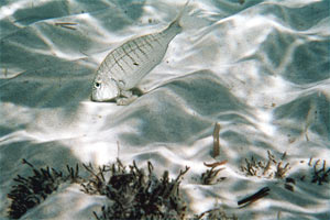 Mormora (Lithognathus mormyrus)