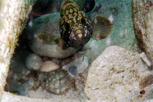 Cernia bruna (Epinephelus marginatus)