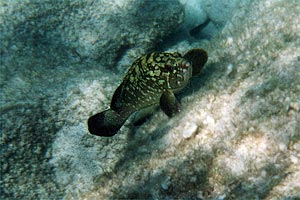 Cernia bruna (Epinephelus marginatus)