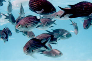 Castagnola (Chromis chromis)