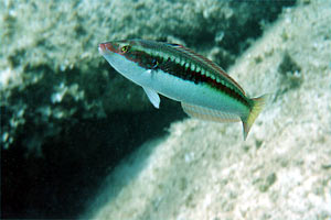 Donzella (Coris julis)