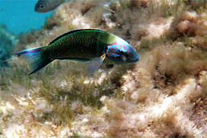 Donzella pavonina (Thalassoma pavo)