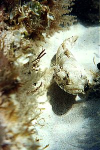 Ghiozzo testone (Gobius cobitis)