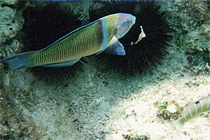 Donzella pavonina (Thalassoma pavo)