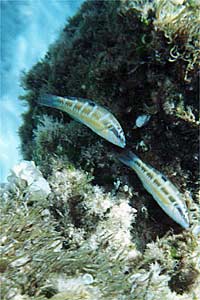 Donzella pavonina (Thalassoma pavo)
