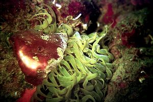 Anemone bruno (Aiptasia mutabilis)