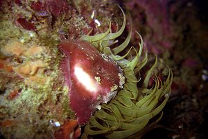 Anemone bruno (Aiptasia mutabilis)